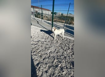 Hedda sucht ihr Zuhause ❤️