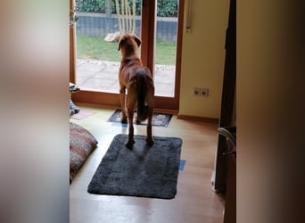 Lieber Rüde LUI sucht seine Familie ❤️