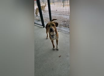 Süßfratz Roll sucht sein forever Home❤️