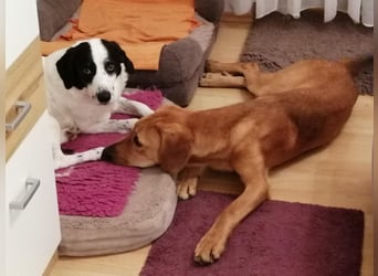 Lieber Rüde LUI sucht seine Familie ❤️