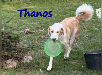 Thanos, geb. 07/2025 (GRC) Thanos braucht eine liebevolle aber bestimmte Führung