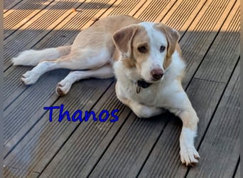 Thanos, geb. 07/2025 (GRC) Thanos braucht eine liebevolle aber bestimmte Führung