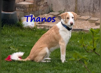 Thanos, geb. 07/2025 (GRC) Thanos braucht eine liebevolle aber bestimmte Führung