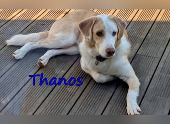 Thanos, geb. 07/2025 (GRC) Thanos braucht eine liebevolle aber bestimmte Führung
