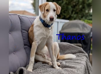 Thanos, geb. 07/2025 (GRC) Thanos braucht eine liebevolle aber bestimmte Führung