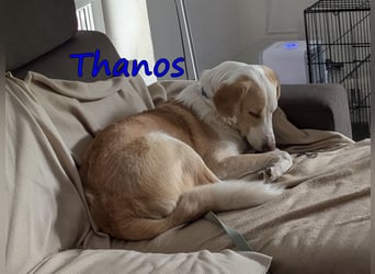 Thanos, geb. 07/2025 (GRC) Thanos braucht eine liebevolle aber bestimmte Führung