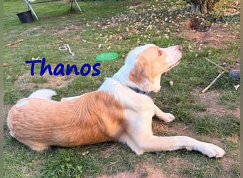 Thanos, geb. 07/2025 (GRC) Thanos braucht eine liebevolle aber bestimmte Führung