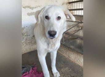 Elion, geb. ca. 06/2025, lebt in GRIECHENLAND, auf einer privaten Pflegestelle