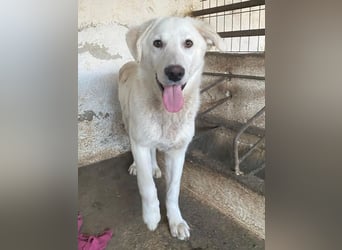 Elion, geb. ca. 06/2025, lebt in GRIECHENLAND, auf einer privaten Pflegestelle