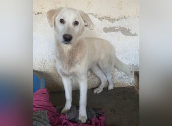 Elion, geb. ca. 06/2025, lebt in GRIECHENLAND, auf einer privaten Pflegestelle