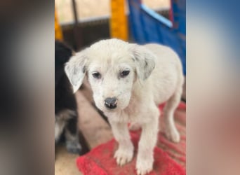 Riesling, geb. ca. 08/2025, lebt in GRIECHENLAND, auf einer privaten Pflegestelle