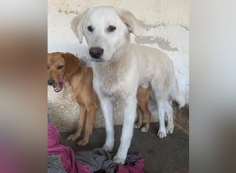 Elion, geb. ca. 06/2025, lebt in GRIECHENLAND, auf einer privaten Pflegestelle