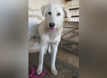 Elion, geb. ca. 06/2025, lebt in GRIECHENLAND, auf einer privaten Pflegestelle