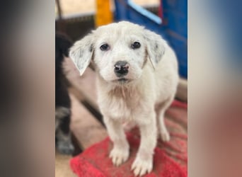 Riesling, geb. ca. 08/2025, lebt in GRIECHENLAND, auf einer privaten Pflegestelle