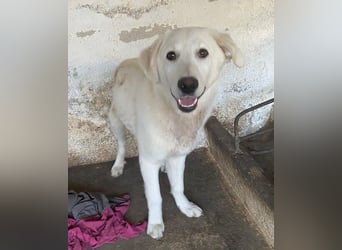 Elion, geb. ca. 06/2025, lebt in GRIECHENLAND, auf einer privaten Pflegestelle