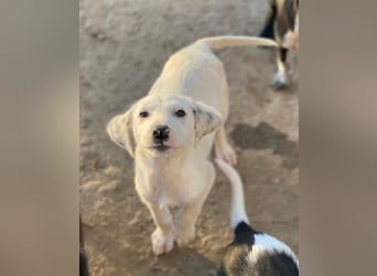 Riesling, geb. ca. 08/2025, lebt in GRIECHENLAND, auf einer privaten Pflegestelle