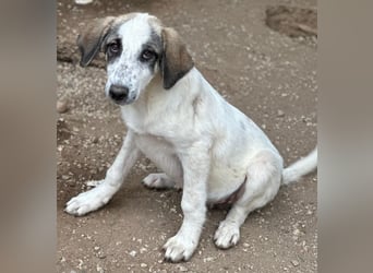 Pippin, geb. ca. 04/2026, lebt in GRIECHENLAND, im städt. Tierheim Serres