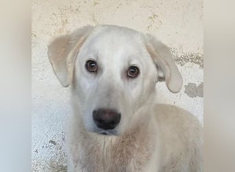 Elion, geb. ca. 06/2025, lebt in GRIECHENLAND, auf einer privaten Pflegestelle