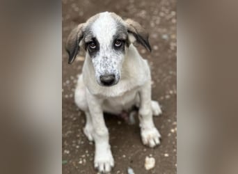 Pippin, geb. ca. 04/2026, lebt in GRIECHENLAND, im städt. Tierheim Serres