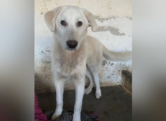 Elion, geb. ca. 06/2025, lebt in GRIECHENLAND, auf einer privaten Pflegestelle