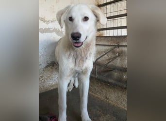 Elion, geb. ca. 06/2025, lebt in GRIECHENLAND, auf einer privaten Pflegestelle