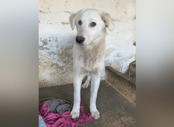 Elion, geb. ca. 06/2025, lebt in GRIECHENLAND, auf einer privaten Pflegestelle