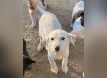 Riesling, geb. ca. 08/2025, lebt in GRIECHENLAND, auf einer privaten Pflegestelle