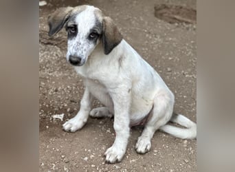 Pippin, geb. ca. 04/2026, lebt in GRIECHENLAND, im städt. Tierheim Serres