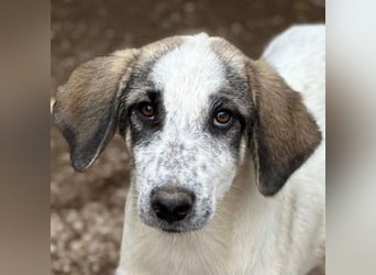 Pippin, geb. ca. 04/2026, lebt in GRIECHENLAND, im städt. Tierheim Serres