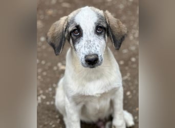 Pippin, geb. ca. 04/2026, lebt in GRIECHENLAND, im städt. Tierheim Serres