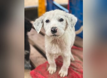 Riesling, geb. ca. 08/2025, lebt in GRIECHENLAND, auf einer privaten Pflegestelle