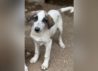 Pippin, geb. ca. 04/2026, lebt in GRIECHENLAND, im städt. Tierheim Serres