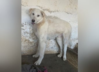 Elion, geb. ca. 06/2025, lebt in GRIECHENLAND, auf einer privaten Pflegestelle