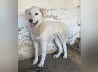 Elion, geb. ca. 06/2025, lebt in GRIECHENLAND, auf einer privaten Pflegestelle