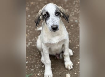 Pippin, geb. ca. 04/2026, lebt in GRIECHENLAND, im städt. Tierheim Serres