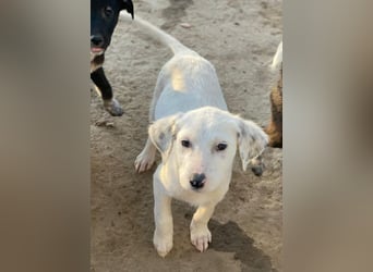 Riesling, geb. ca. 08/2025, lebt in GRIECHENLAND, auf einer privaten Pflegestelle