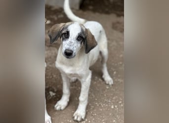 Pippin, geb. ca. 04/2026, lebt in GRIECHENLAND, im städt. Tierheim Serres