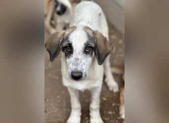 Pippin, geb. ca. 04/2026, lebt in GRIECHENLAND, im städt. Tierheim Serres