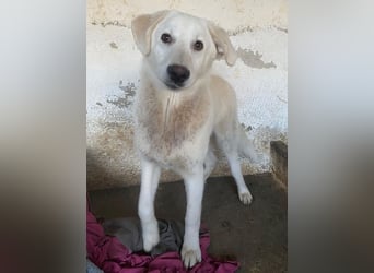 Elion, geb. ca. 06/2025, lebt in GRIECHENLAND, auf einer privaten Pflegestelle