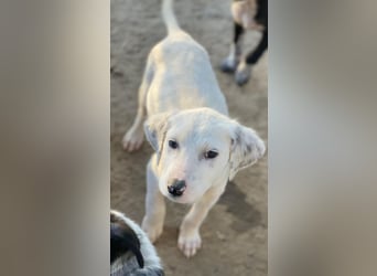 Riesling, geb. ca. 08/2025, lebt in GRIECHENLAND, auf einer privaten Pflegestelle