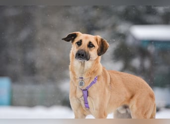 Ruhiger Lutik sucht seine Menschen