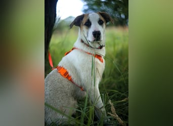 Freundlicher Platon sucht seine Familie