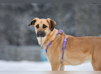 Ruhiger Lutik sucht seine Menschen