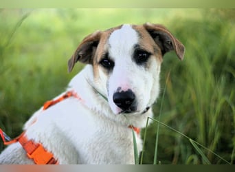 Freundlicher Platon sucht seine Familie