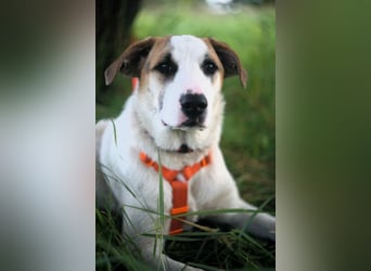 Freundlicher Platon sucht seine Familie