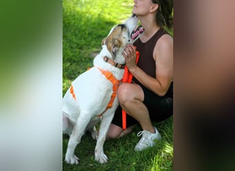 Freundlicher Platon sucht seine Familie