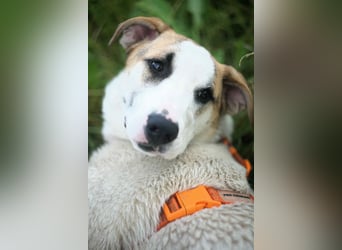 Freundlicher Platon sucht seine Familie