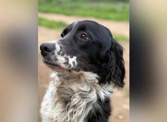 Serafina- schmusige Setter-Mix-Hündin liebt Mensch und Tier