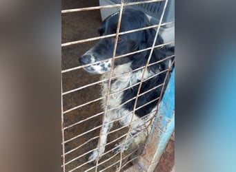 Serafina- schmusige Setter-Mix-Hündin liebt Mensch und Tier