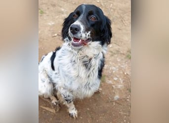 Serafina- schmusige Setter-Mix-Hündin liebt Mensch und Tier